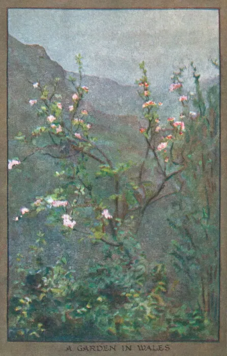 Framed Print : Flowers & Gardens Framed Print : Flowers & Gardens