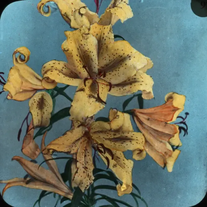 Framed Print : Flowers - Golden red lily Framed Print : Flowers - Golden red lily