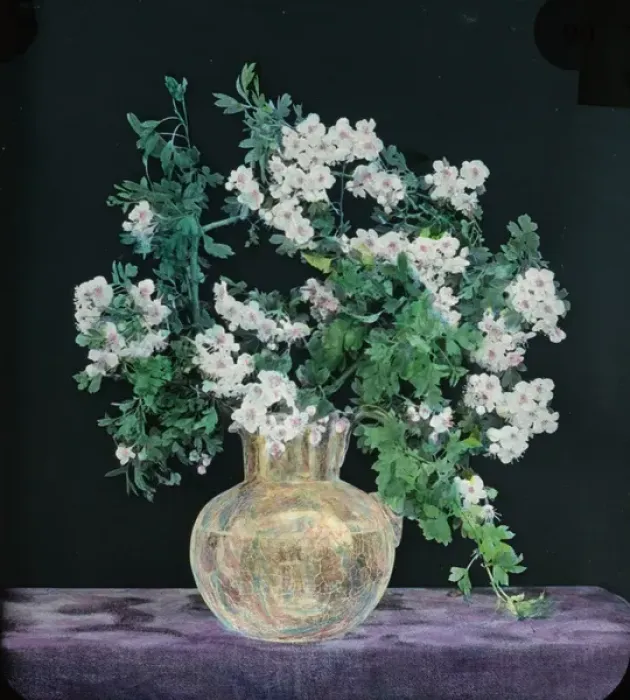 Framed Print : Flowers - Hawthorn Blossom Framed Print : Flowers - Hawthorn Blossom