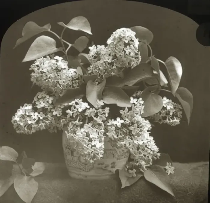 Framed Print : Flowers - Lilac Framed Print : Flowers - Lilac