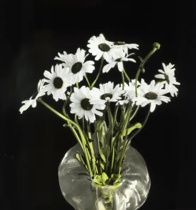 Framed Print : Flowers - Marguarites, white Framed Print : Flowers - Marguarites, white