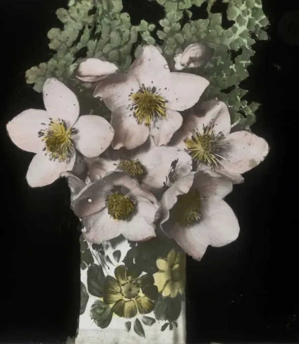 Framed Print : Flowers - Open blooms Framed Print : Flowers - Open blooms