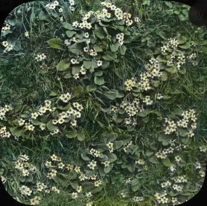Framed Print : Flowers - A Primrose Bank Framed Print : Flowers - A Primrose Bank