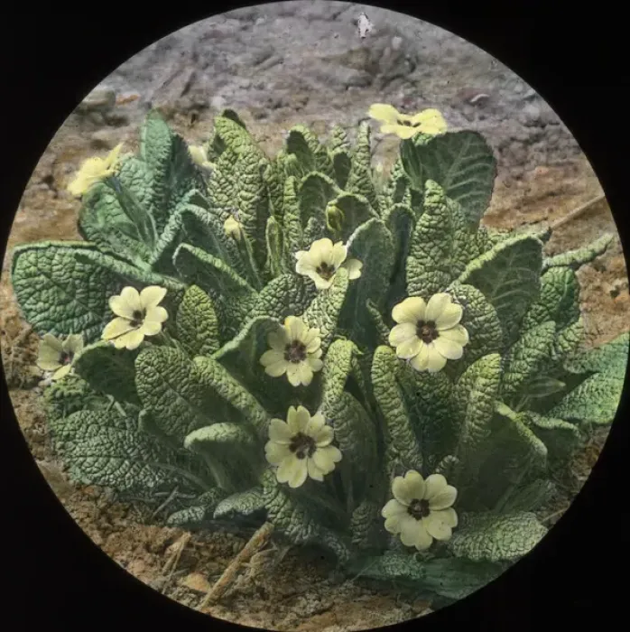 Framed Print : Flowers - Primroses Framed Print : Flowers - Primroses