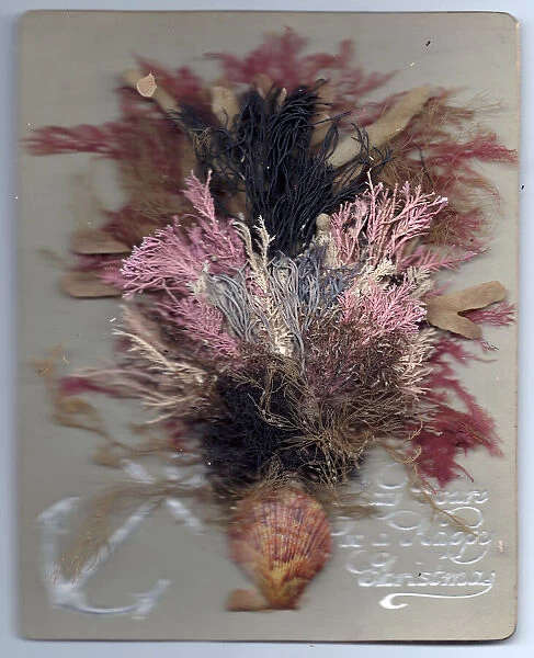 Flowers made of seaweed in a vase on a Christmas card