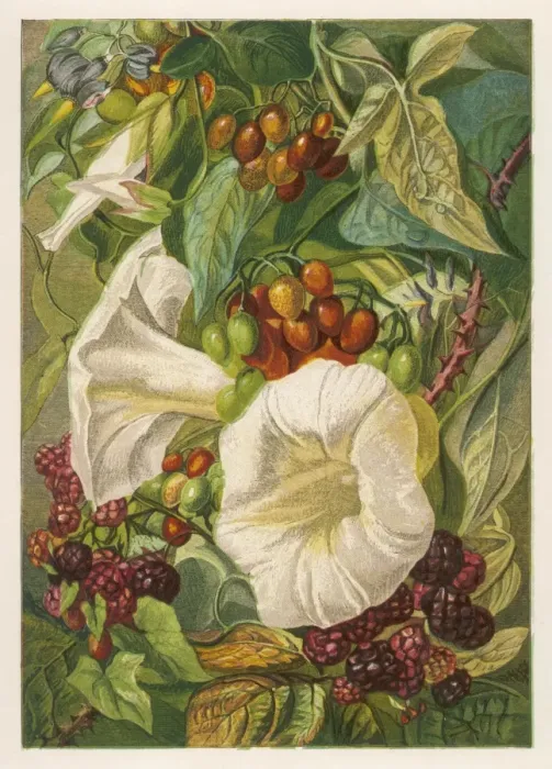 Framed Print : Flowers: sept & Oct 1863 Framed Print : Flowers: sept & Oct 1863