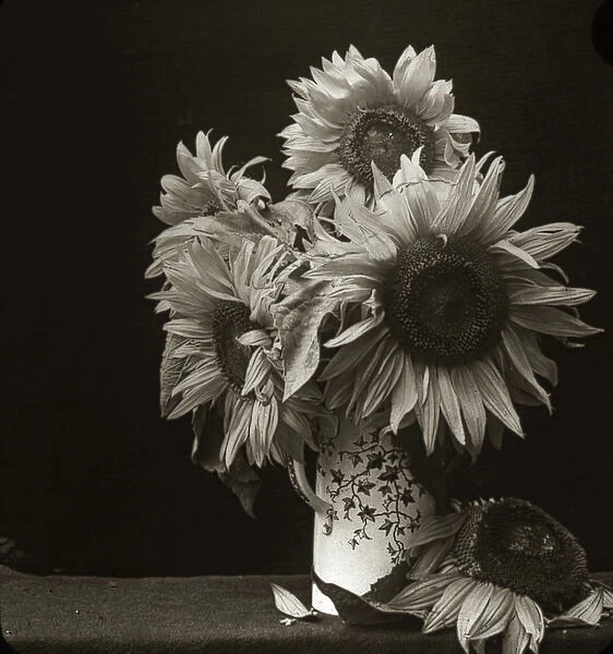 Flowers - Sunflower - sunflowers in vase.