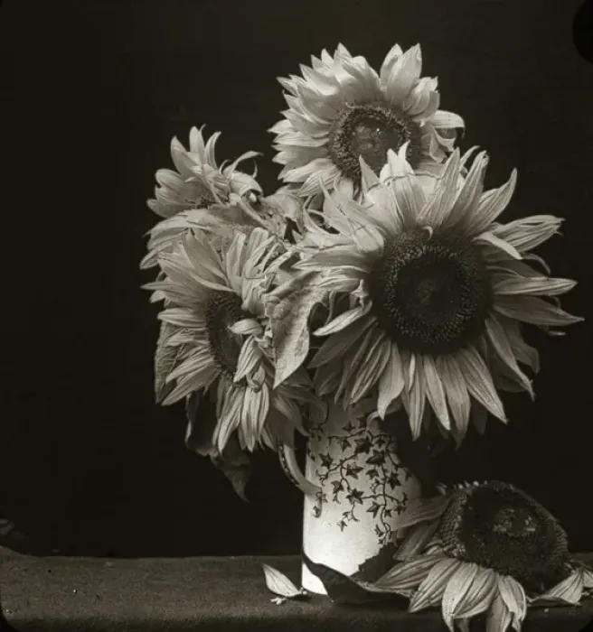 Framed Print : Flowers - Sunflower Framed Print : Flowers - Sunflower