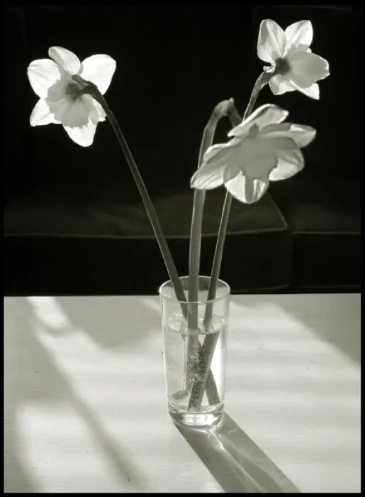 Framed Print : Flowers on table daffodils Framed Print : Flowers on table daffodils