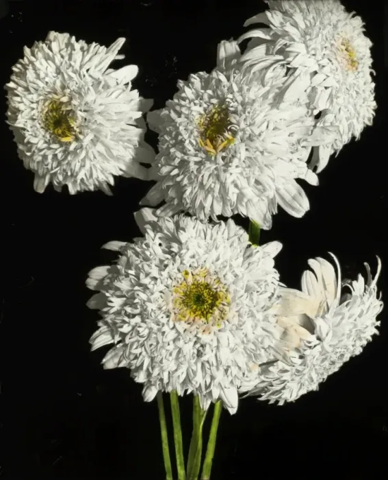 Framed Print : Flowers - White Pyrethrum Framed Print : Flowers - White Pyrethrum