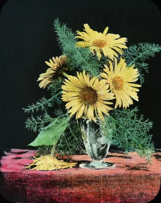 Framed Print : Flowers - Yellow marguerite Framed Print : Flowers - Yellow marguerite