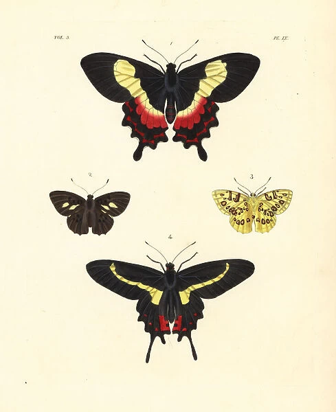 Fluminense swallowtail, Anteros acheus and Parides agavus