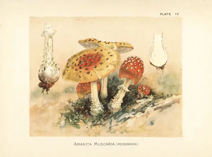 Framed Print : Fly agaric, Amanita muscaria Framed Print : Fly agaric, Amanita muscaria