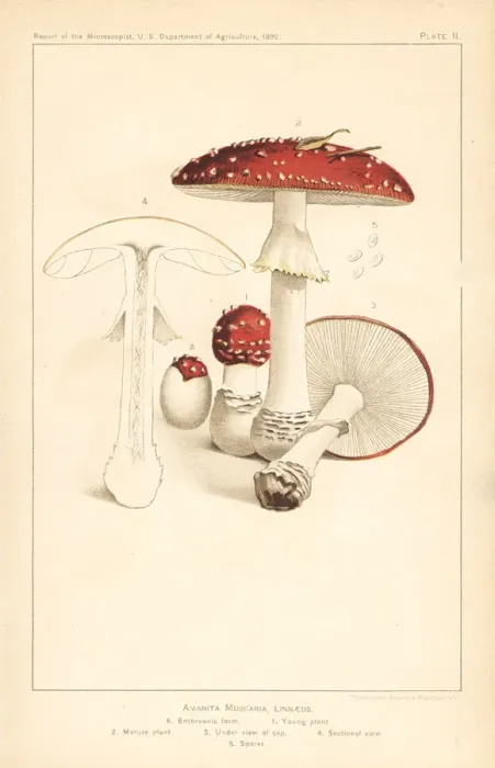Framed Print : Fly agaric mushroom, Amanita muscaria Framed Print : Fly agaric mushroom, Amanita muscaria