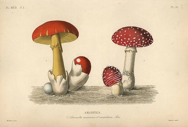 Fly agaric mushroom and imperial mushroom
