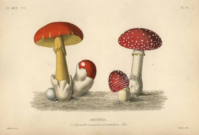 Framed Print : Fly agaric mushroom and imperial mushroom Framed Print : Fly agaric mushroom and imperial mushroom