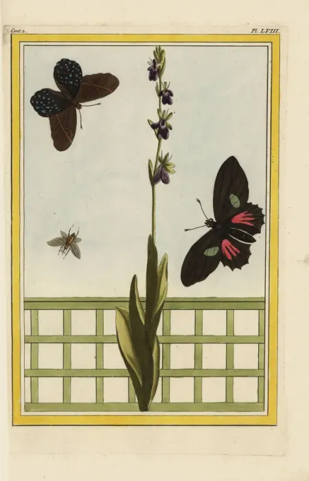 Framed Print : Fly orchid, Ophrys insectifera Framed Print : Fly orchid, Ophrys insectifera
