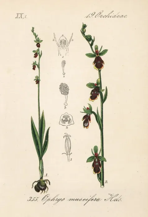 Framed Print : Fly orchid, Ophrys insectifera Framed Print : Fly orchid, Ophrys insectifera