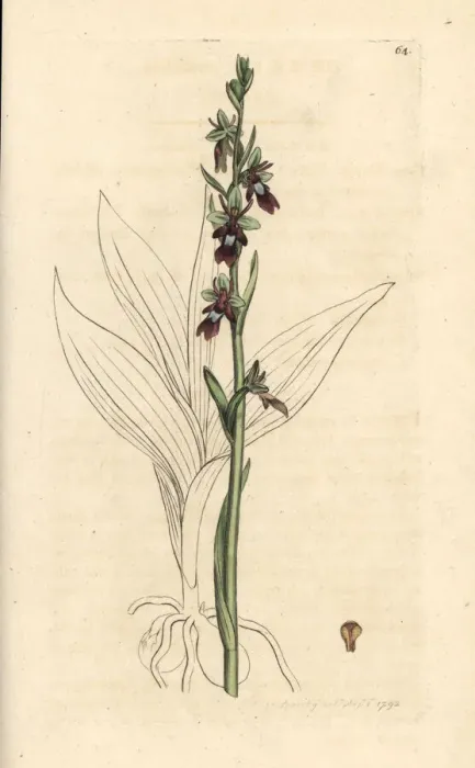 Framed Print : Fly orchid, Ophrys insectifera Framed Print : Fly orchid, Ophrys insectifera