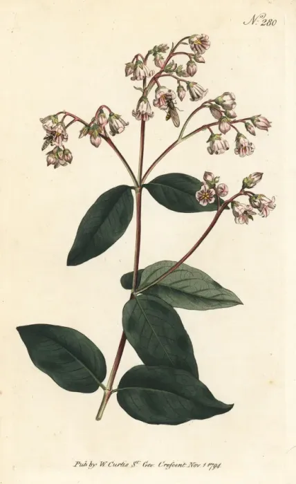 Framed Print : Fly-trap dogbane, Apocynum androsaemifolium Framed Print : Fly-trap dogbane, Apocynum androsaemifolium