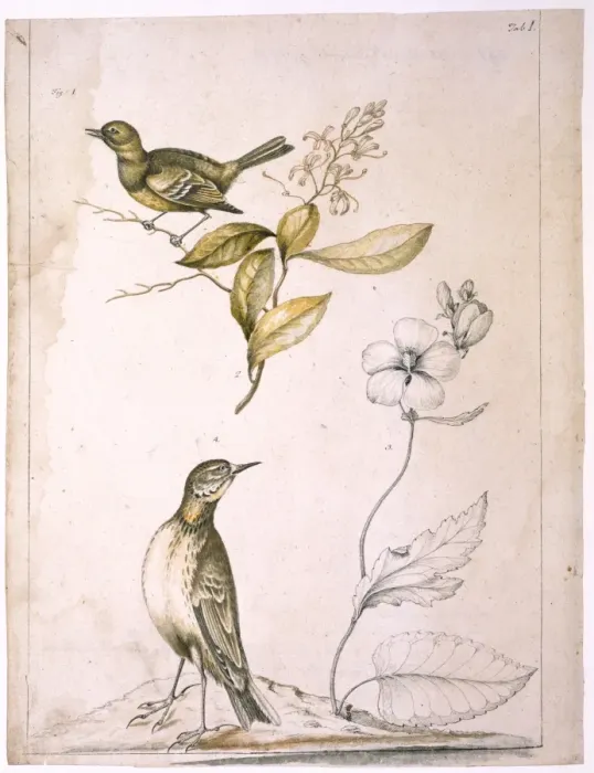 Framed Print : Flycatcher, elliottia, purple malve and pipit Framed Print : Flycatcher, elliottia, purple malve and pipit