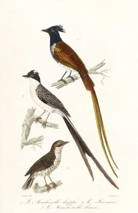 Framed Print : Flycatchers and Caribbean elaenia Framed Print : Flycatchers and Caribbean elaenia