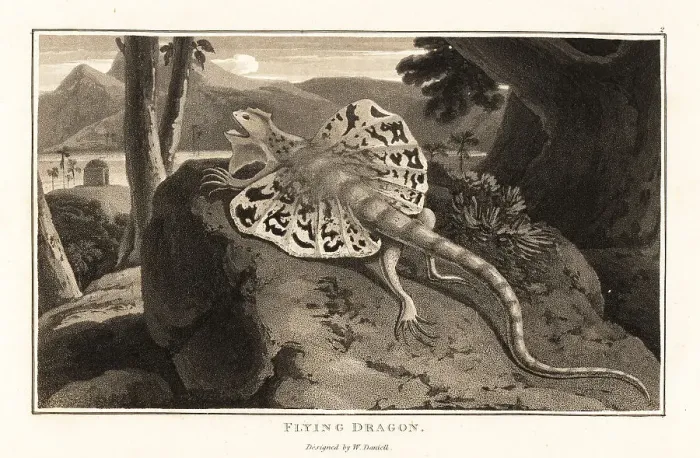 Framed Print : Flying dragon, Draco volans, basking on a rock Framed Print : Flying dragon, Draco volans, basking on a rock