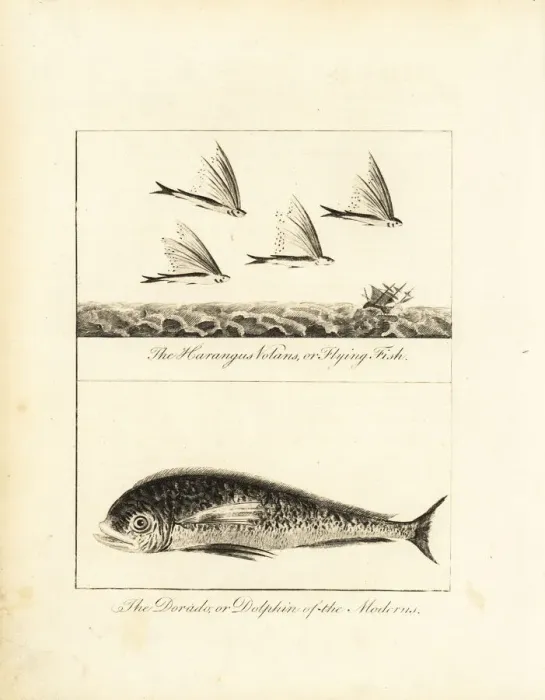 Framed Print : Flying fish and dolphin
