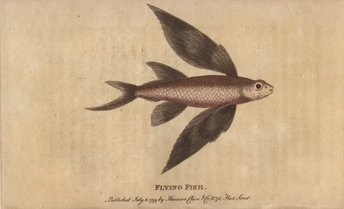 Framed Print : Flying fish, Exocoetus volitans Framed Print : Flying fish, Exocoetus volitans