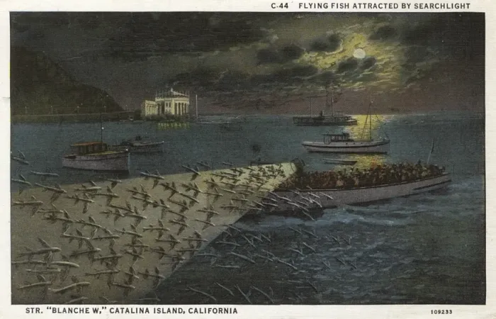 Framed Print : Flying fish, Santa Catalina Island, California, USA Framed Print : Flying fish, Santa Catalina Island, California, USA