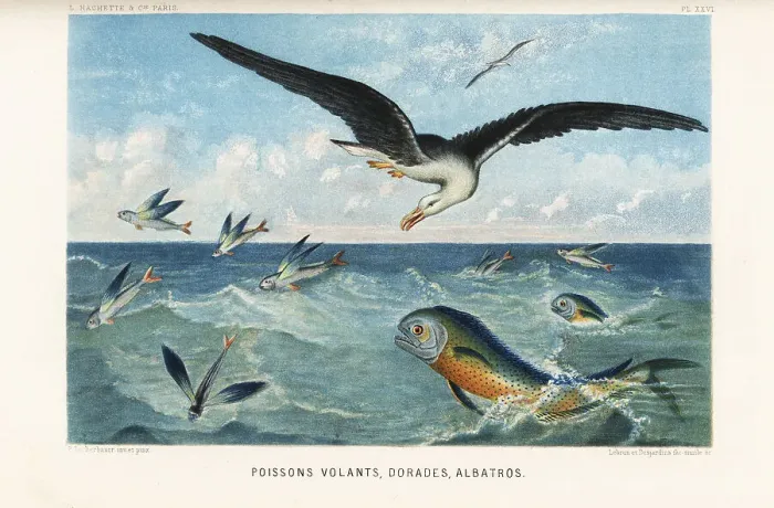 Framed Print : Flying fish, sea bream and albatross Framed Print : Flying fish, sea bream and albatross
