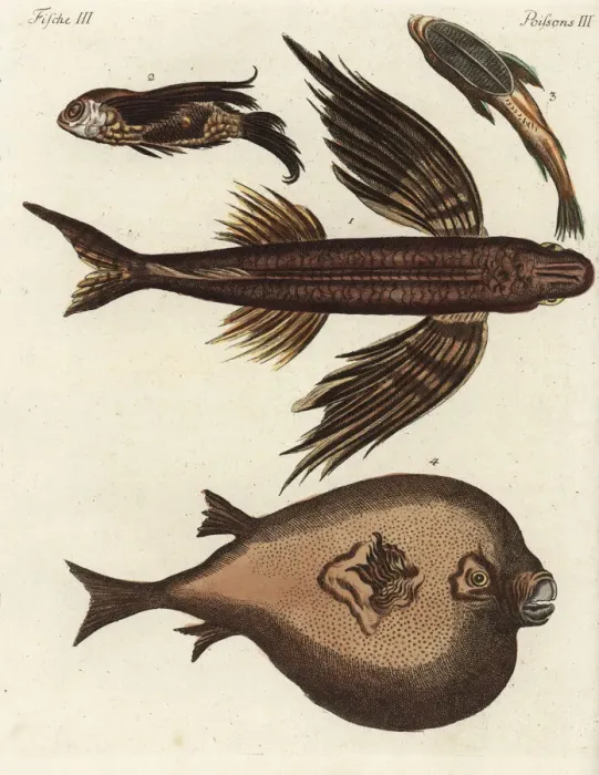 Framed Print : Flying fish, suckerfish and boxfish Framed Print : Flying fish, suckerfish and boxfish