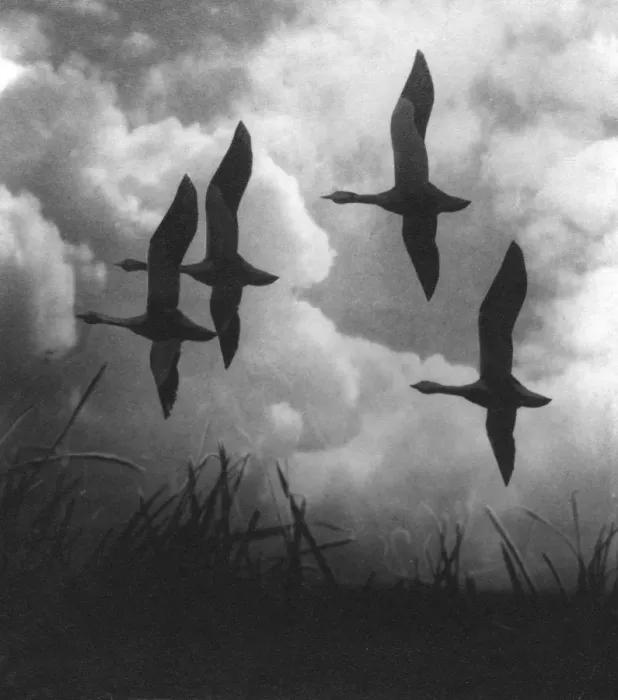 Framed Print : Flying Geese Framed Print : Flying Geese