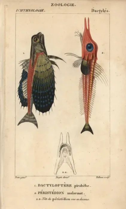 Framed Print : Flying gurnard, Dactylopterus volitans Framed Print : Flying gurnard, Dactylopterus volitans