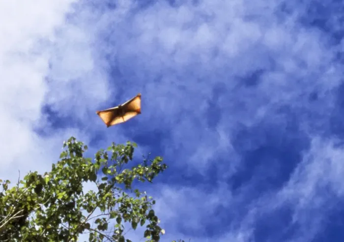Framed Print : Flying Lemur - gliding Framed Print : Flying Lemur - gliding
