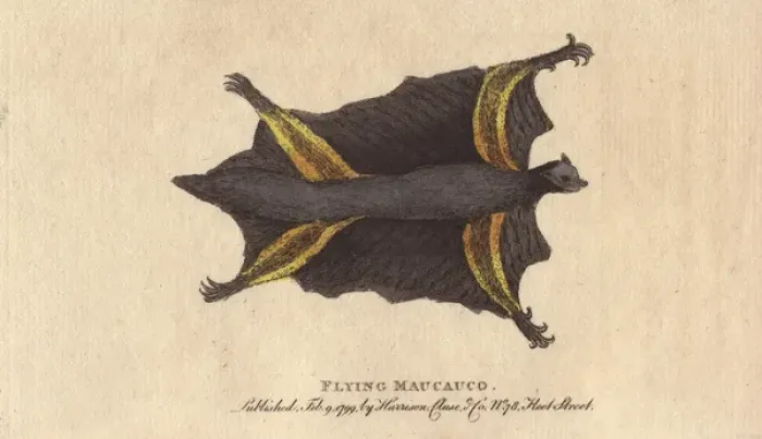 Framed Print : Flying maucauco or Philippine flying lemur Framed Print : Flying maucauco or Philippine flying lemur