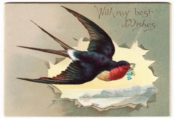 Framed Print : Flying swallow on a greetings card Framed Print : Flying swallow on a greetings card