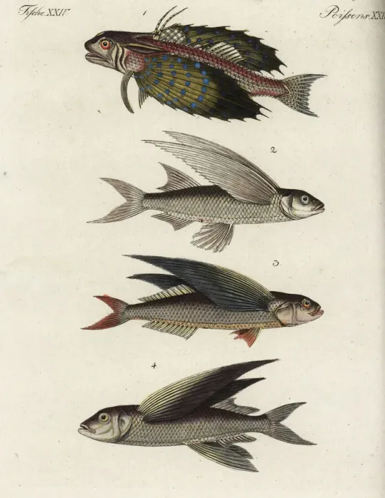 Framed Print : Flyingfish varieties Framed Print : Flyingfish varieties