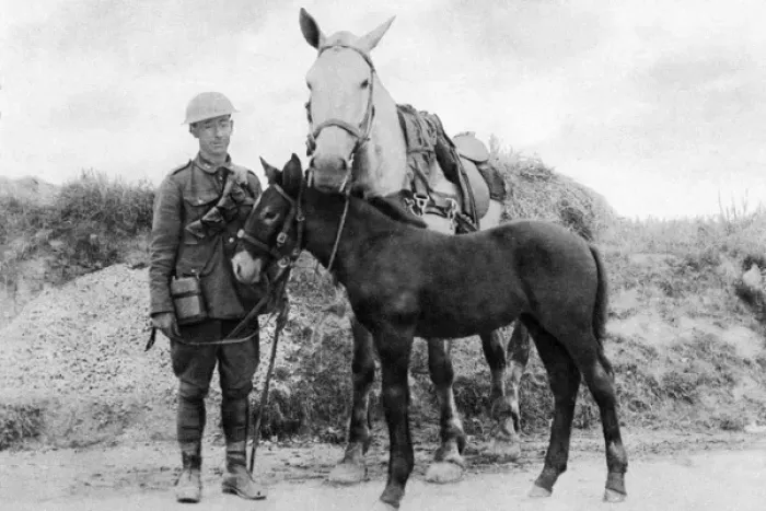 Framed Print : A foal named Vimy, born during WW1 Framed Print : A foal named Vimy, born during WW1