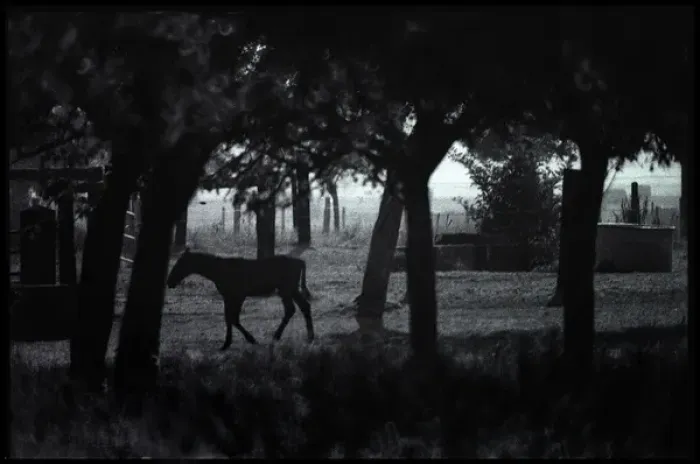 Framed Print : Foal amongst trees, Normandy Framed Print : Foal amongst trees, Normandy
