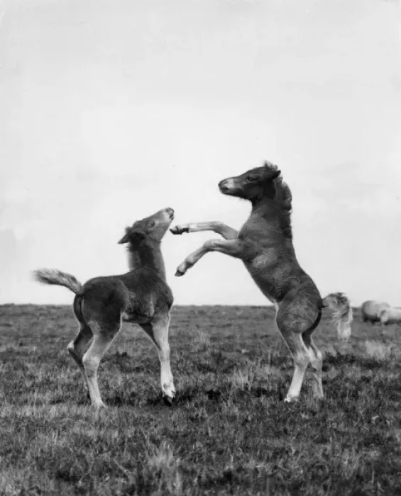 Framed Print : Foaling Around Framed Print : Foaling Around