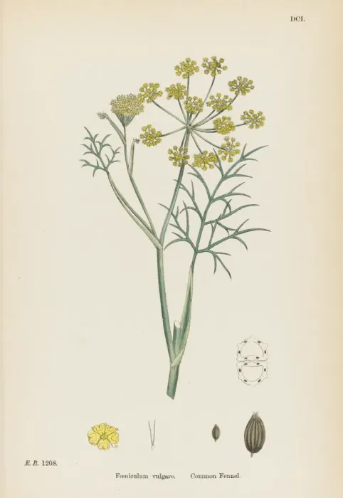 Framed Print : Foeniculum Vulgare Framed Print : Foeniculum Vulgare