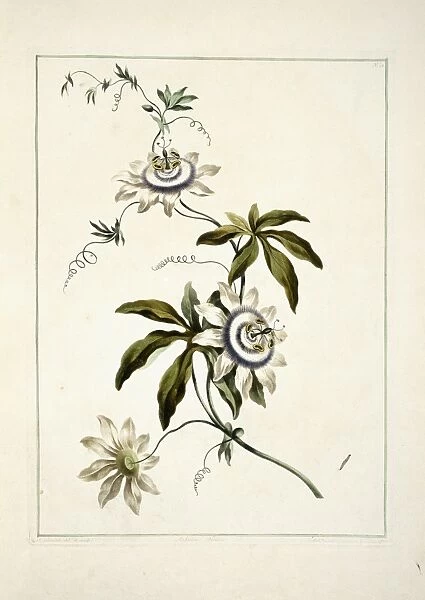 Folio 11 from A Collection of Flowers by John Edwards