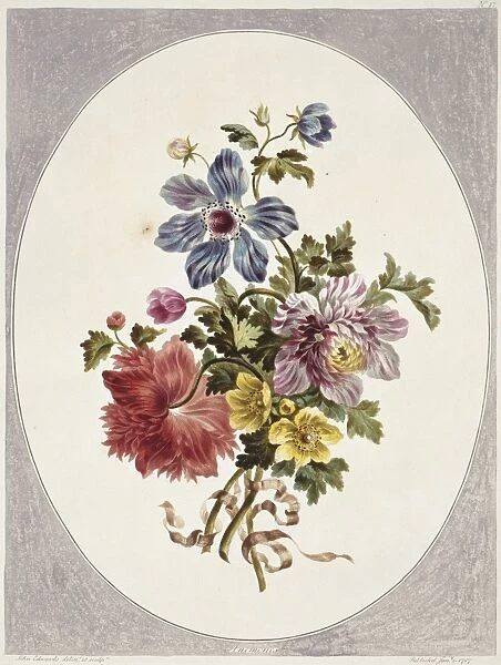 Folio 17 from A Collection of Flowers by John Edwards