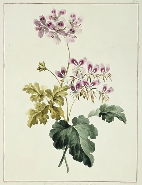 Folio 19 from A Collection of Flowers by John Edwards