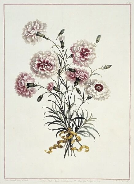 Folio 23 from A Collection of Flowers by John Edwards