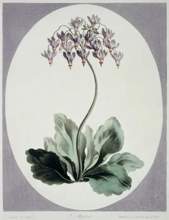 Framed Print : Folio 57 from A Collection of Flowers by John Edwards