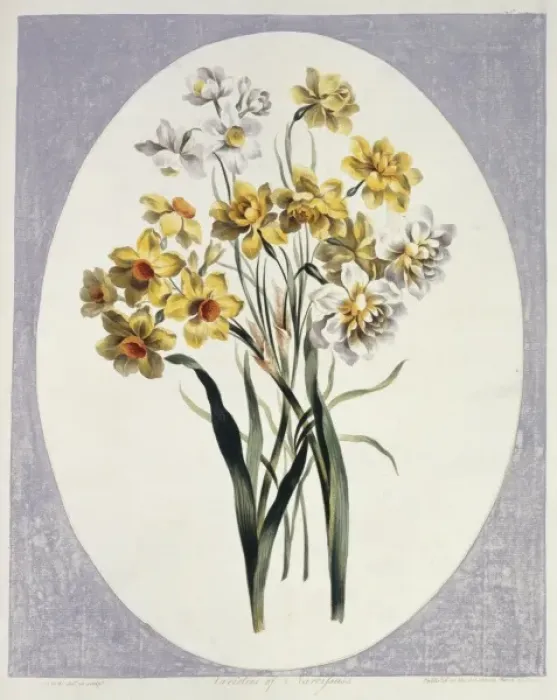Framed Print : Folio 65 from A Collection of Flowers by John Edwards