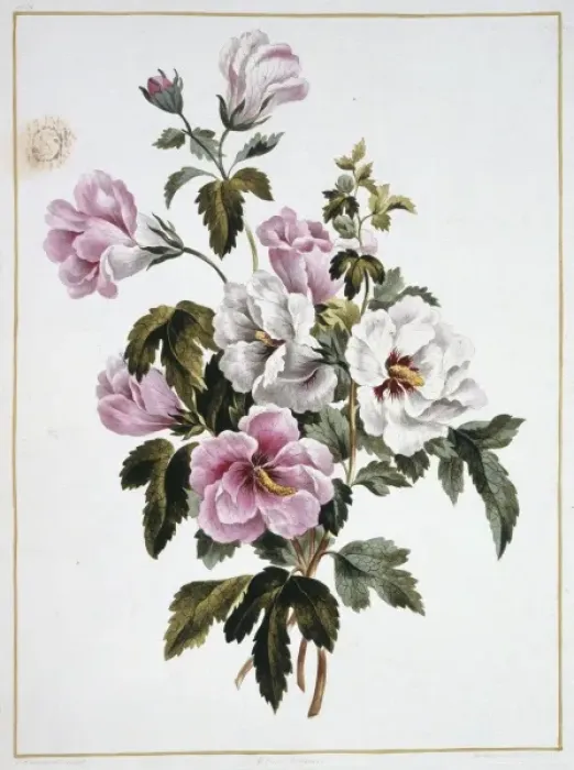 Framed Print : Folio 69 from A Collection of Flowers by John Edwards Framed Print : Folio 69 from A Collection of Flowers by John Edwards