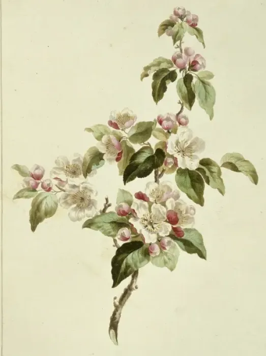 Framed Print : Folio 7 from A Collection of Flowers by John Edwards Framed Print : Folio 7 from A Collection of Flowers by John Edwards